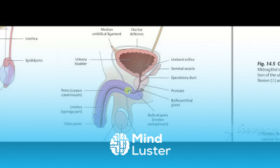Male Reproductive