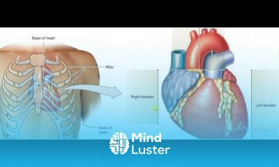 Anatomy