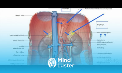 Endocrine