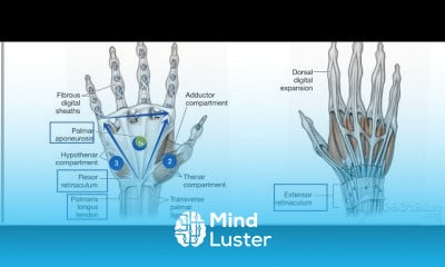Hand