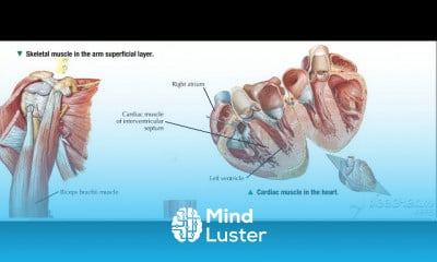 Muscular System