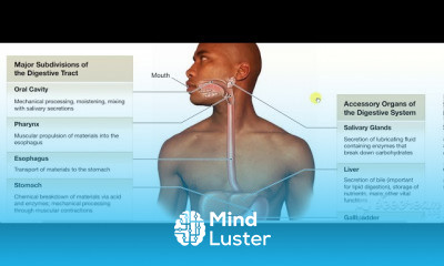 Digestive