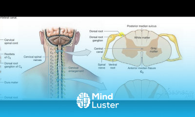 Back sensory nerve supply