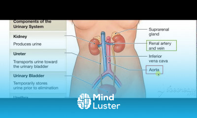 Urinary Urinary