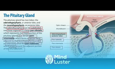 Pituitary Gland