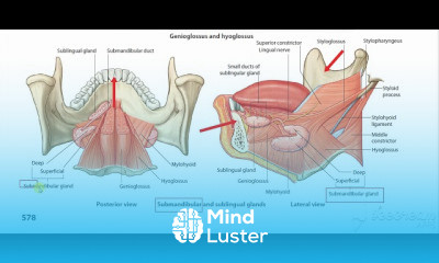 Submandibular Glands
