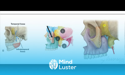 Pterygopalatine Fossa