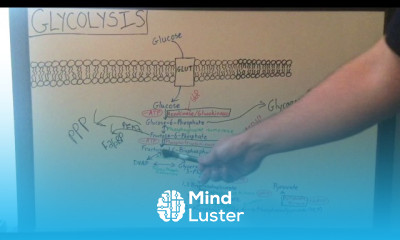 Insulin Signaling Cascade Effects