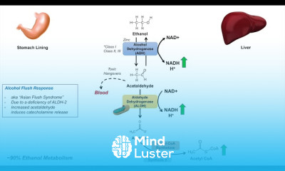 Ethanol Absorption and Metabolism