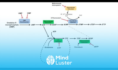 Nucleotide Biosynthetic Pathways