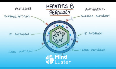Hepatitis B Serology Results