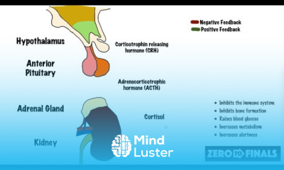 Blood Glucose Regulation and Diabetes