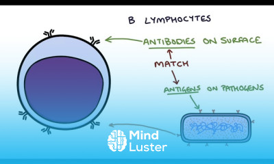 Immune System Regulation