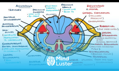Acute Ischemic Stroke Symptoms and Treatment