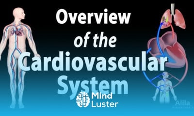 Cardiovascular System animation
