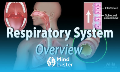 Respiratory System diseases and Treatment