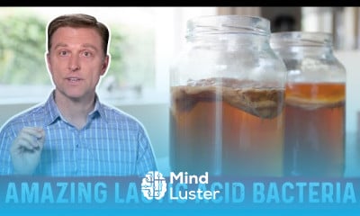 Lactic Acid Bacteria and Fermented Benefits