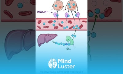 Diabetes Mellitus Pathophysiology