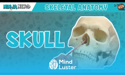 Lumbar vertebrae anatomy techniques