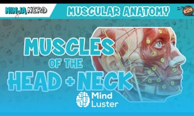 Head and Neck Muscle Anatomy