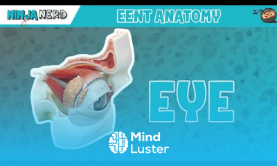 Eye Anatomy with Extraocular Muscles