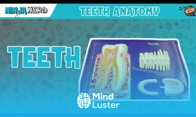 Liver Metabolism in Health