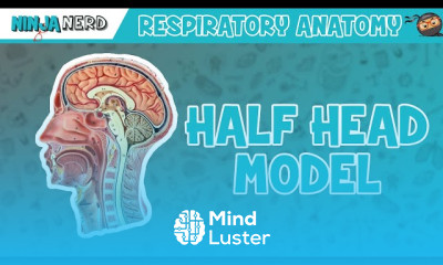 Respiratory Physiology in Health