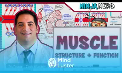 Muscle Structure and Function