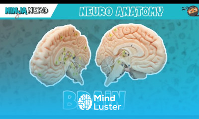 Temporal Lobe Anatomy and Function