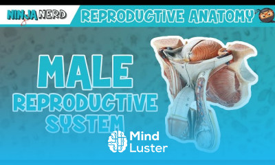 Spermatogenesis Regulation