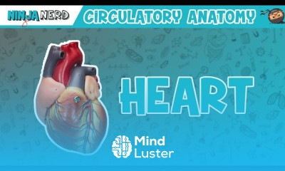 Blood Pressure Regulation Fundamentals