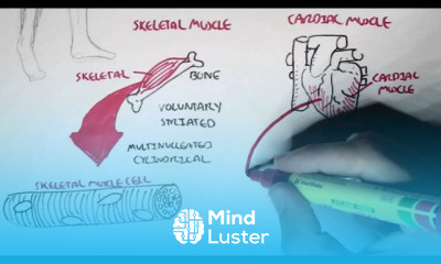 Skeletal Muscle Contraction Physiology