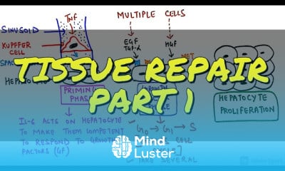 Tissue repair and Inflammation