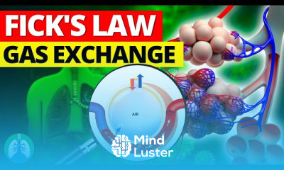 Respiratory System Laws fundamentals