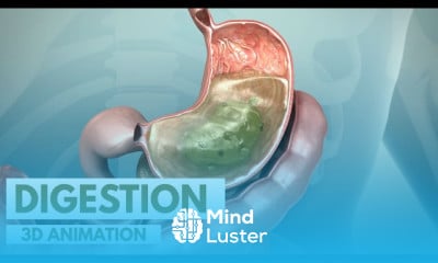 Gastroenterology Fundamentals