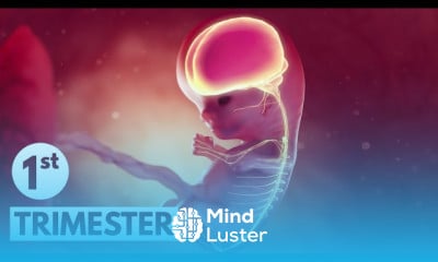 3D animated Pregnancy guide