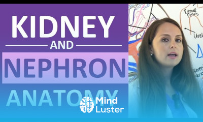 Kidney and nephron anatomy structure