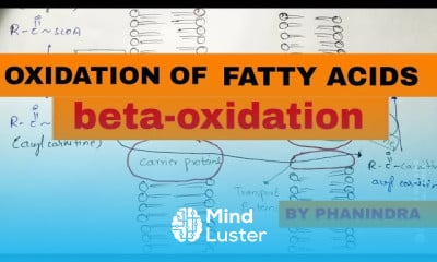Amino Acid metabolism