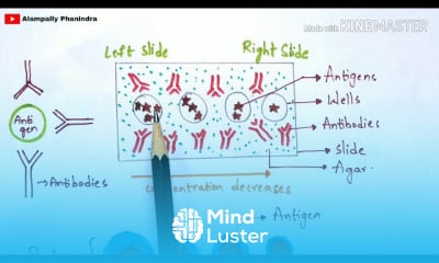 Immunofluorescence assay