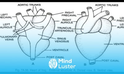 Human heart structure