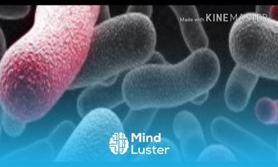 Bacterial cell culture