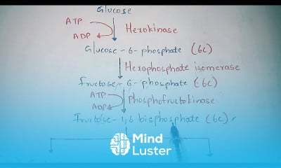 Bacterial cell structure