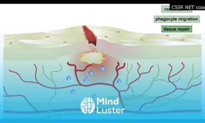 Antibodies structure