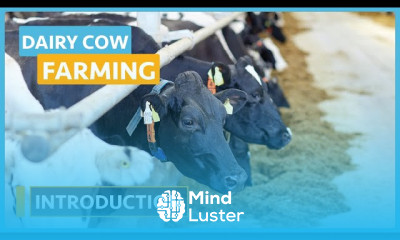 Dairy Production and dairy Cow farming
