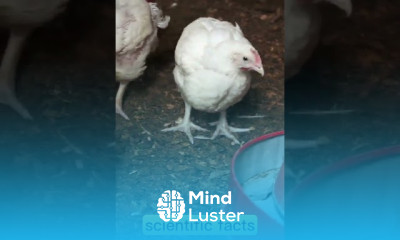 Feeding stages for broilers