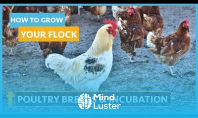 Housing requirements and feeding for poultry