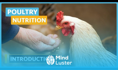 Poultry nutrition