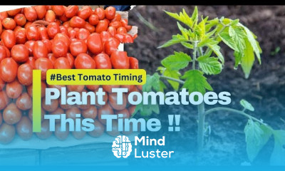 Tomato fertilizer schedule