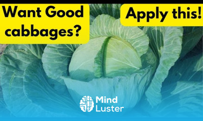 Cabbages farming for beginners