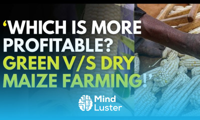 Maize farming for beginners